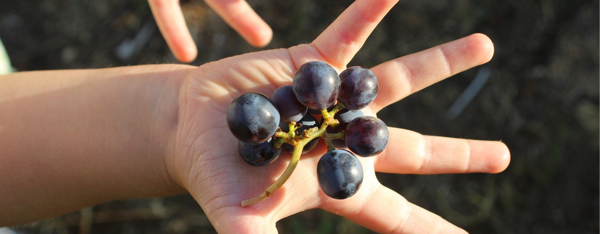 Suivez les actualités du Vignoble Arnaud Aucœur