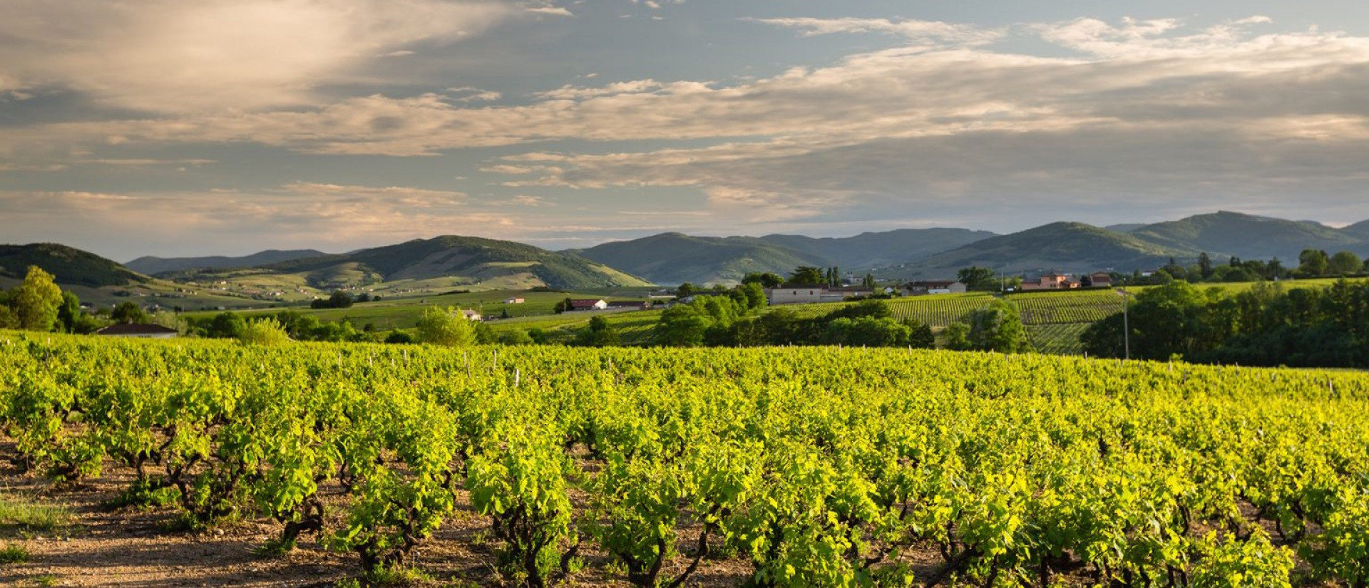 Contact the Vineyard Arnaud Aucoeur