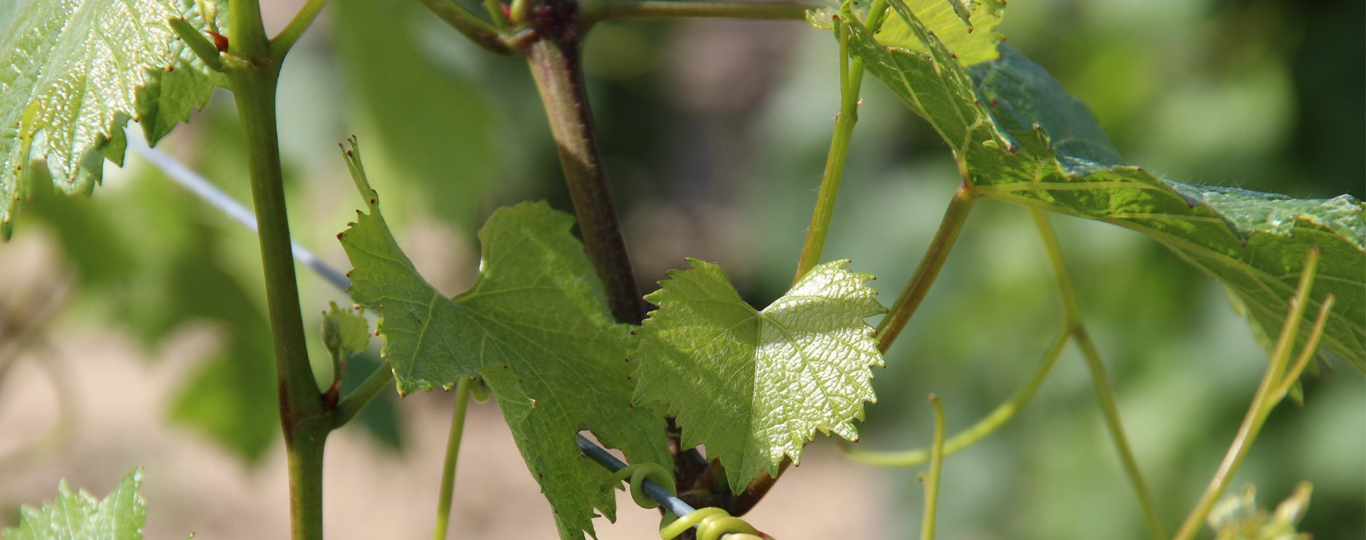 Du terroir à la cave,un travail de vigneron passionné