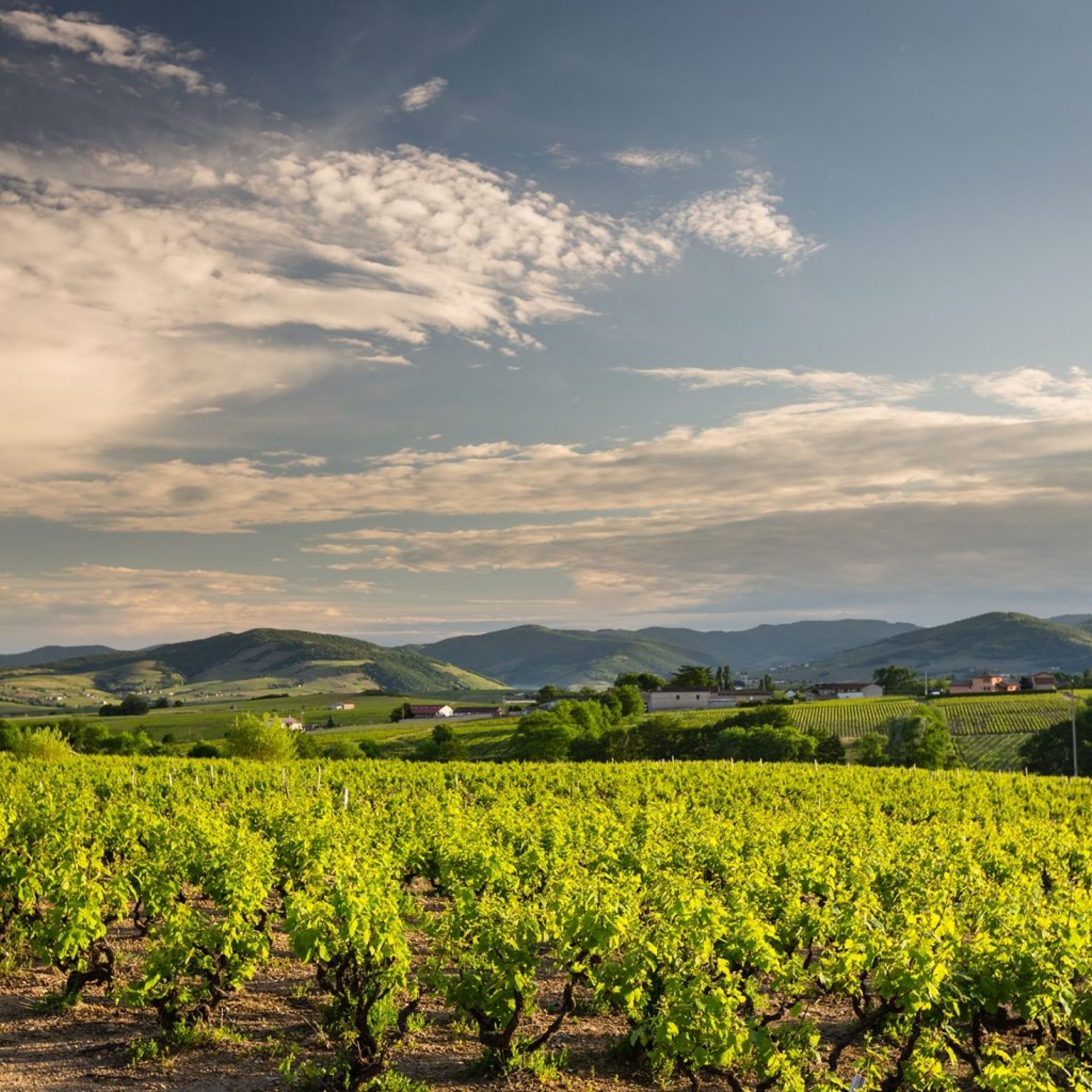 Découvrez les vins du Vignoble Arnaud Aucoeur